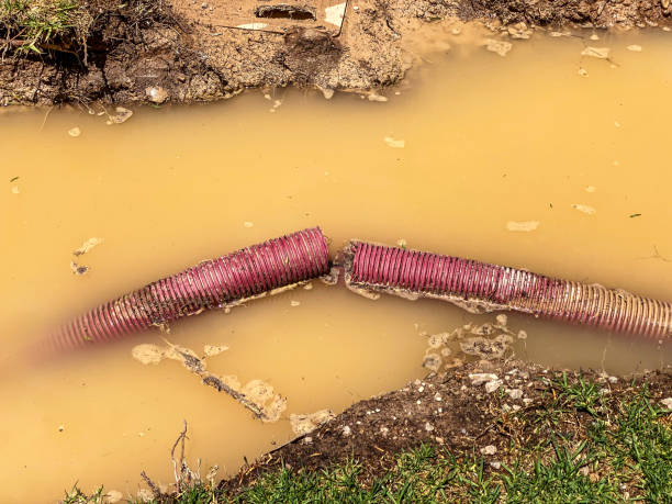 Best Carpet water damage restoration  in Rossvle, IL